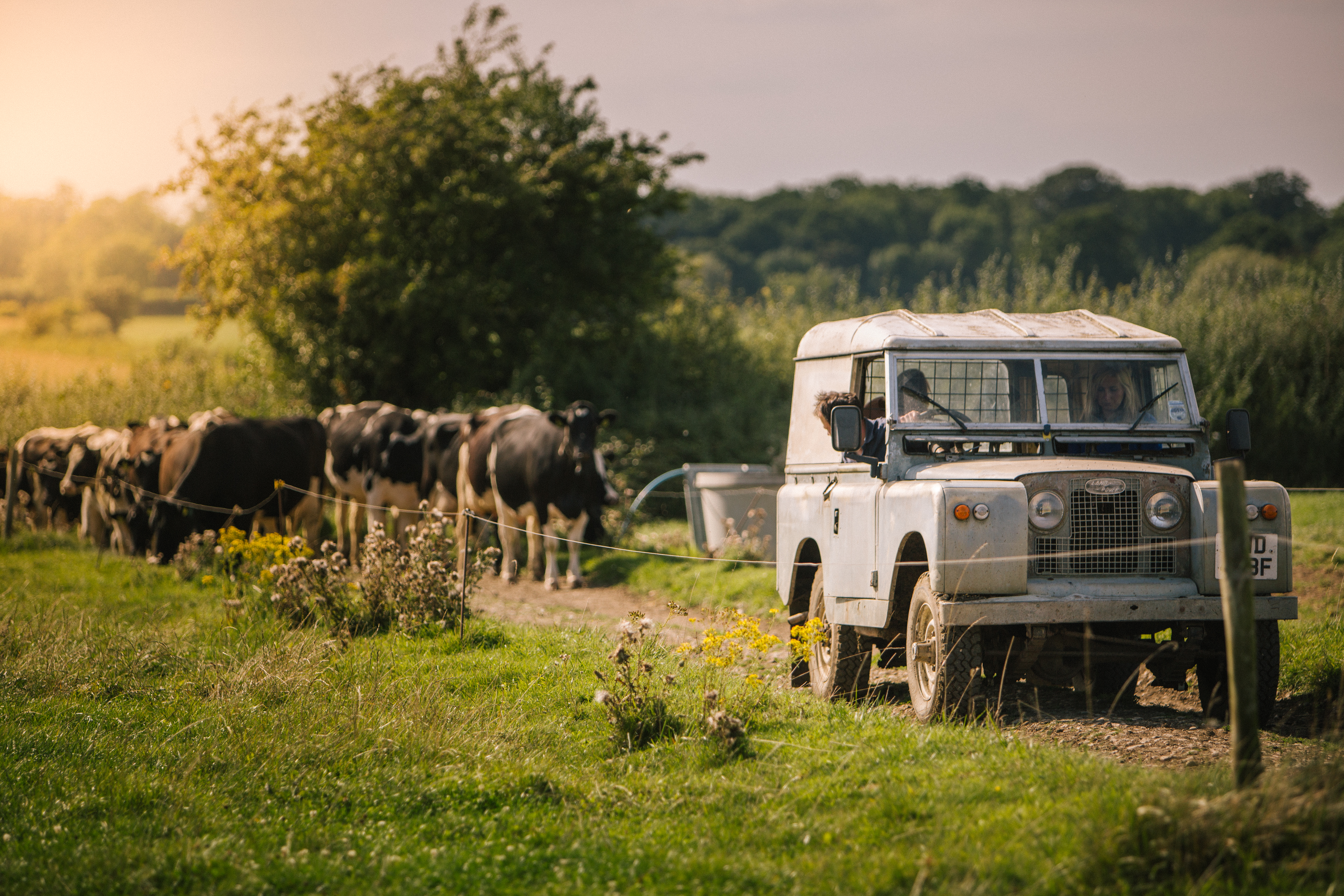 Jeep & Cows